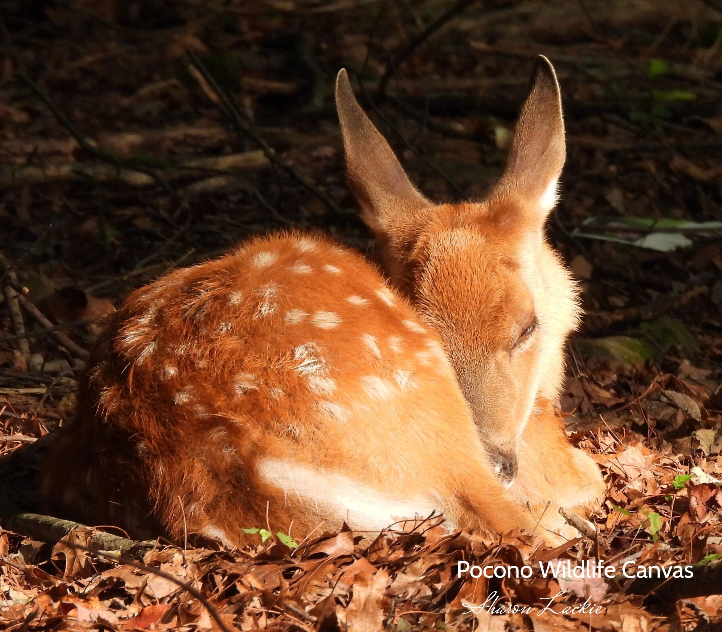 Are Canvas Photos Tacky